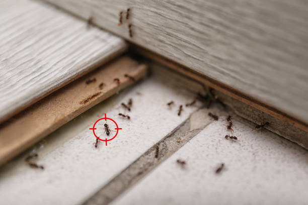 Best Pest Removal Services  in Wailuku, HI