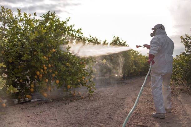 Best Pest Removal Services  in Wailuku, HI