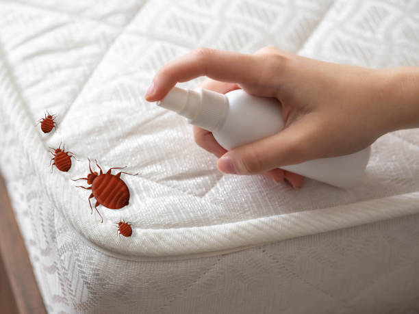 Best Local Pest Control Services  in Wailuku, HI