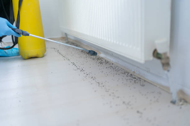 Best Affordable Pest Control Services  in Wailuku, HI